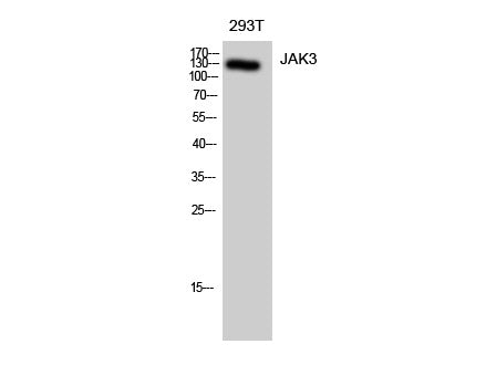 JAK3 Polyclonal Antibody