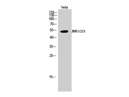 JNK1/2/3 Polyclonal Antibody Store at -20°C
