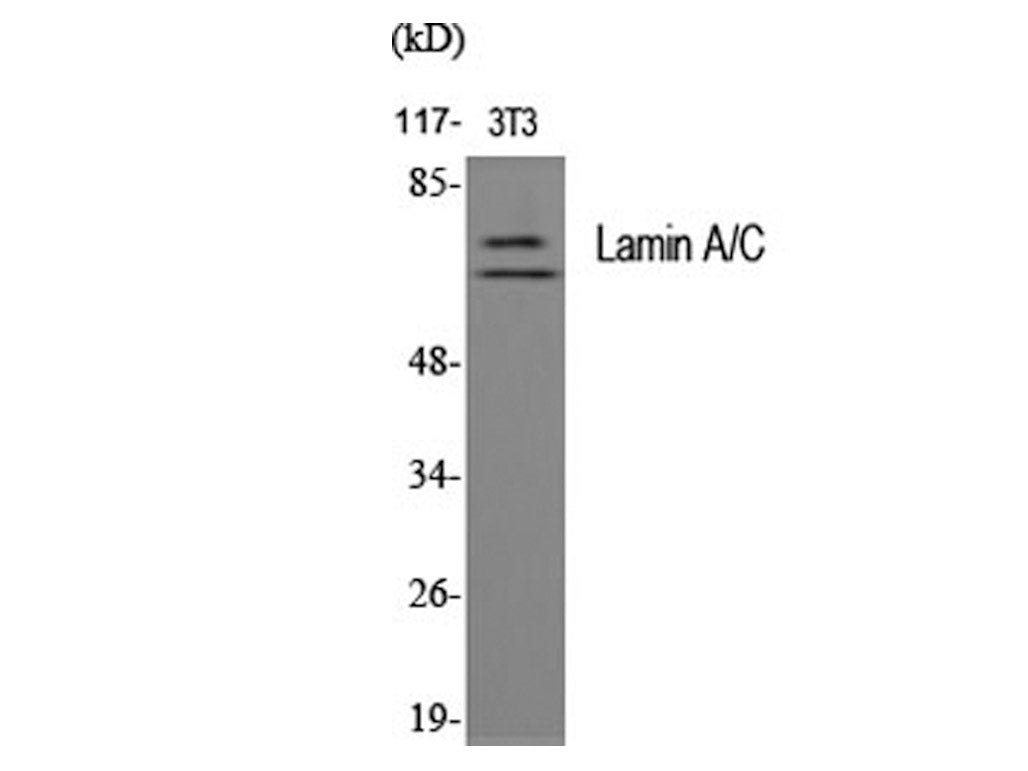 LMNA Polyclonal Antibody Reactivity Human