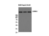Laminin alpha5 Polyclonal Antibody