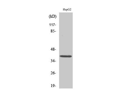 MCL1 Polyclonal Antibody Storage Store at -20°C