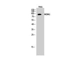 MDM2 Polyclonal Antibody Storage Store at -20°C