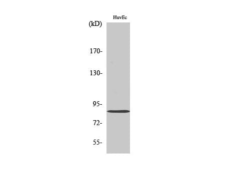 MFN2 Polyclonal Antibody