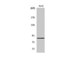 MFN2 Polyclonal Antibody