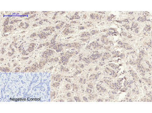MMP2 Polyclonal Antibody Storage Store at -20°C