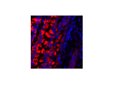 MMP2 Polyclonal Antibody Storage Store at -20°C