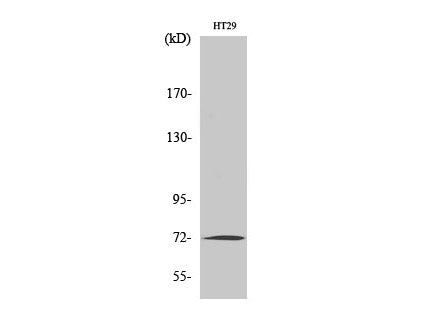 MMP2 Polyclonal Antibody Storage Store at -20°C