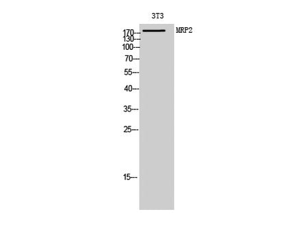 ABCC2 Polyclonal Antibody Storage Store at -20°C