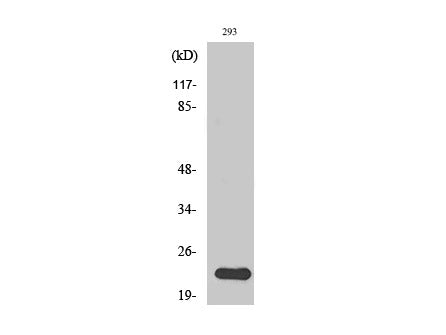N/H/K-Ras Polyclonal Antibody Storage Store at -20°C