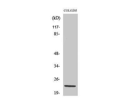 NDUFB10 Polyclonal Antibody Store at -20°C