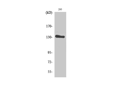 ERBB2 Polyclonal Antibody Storage Store at -20°C