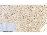 NFκB-p105/p50 Polyclonal Antibody