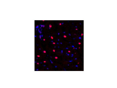 NFκB-p105/p50 Polyclonal Antibody