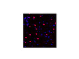 NFκB-p105/p50 Polyclonal Antibody