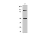 NFκB-p105/p50 Polyclonal Antibody