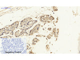 NFκB-p65 Polyclonal Antibody Host Rabbit