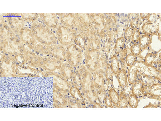 NFκB-p65 Polyclonal Antibody Host Rabbit