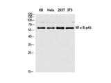 NFκB-p65 Polyclonal Antibody Host Rabbit