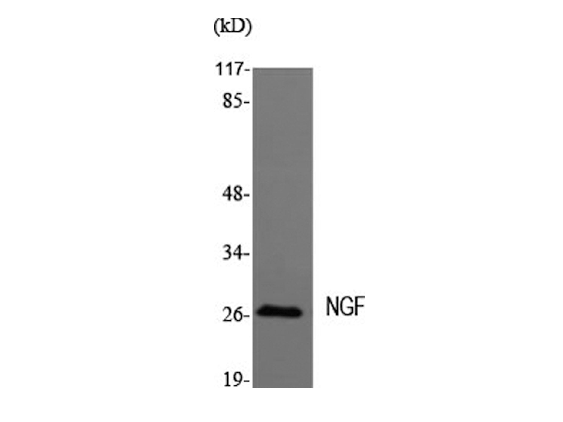 NGF Polyclonal Antibody Storage Store at -20°C