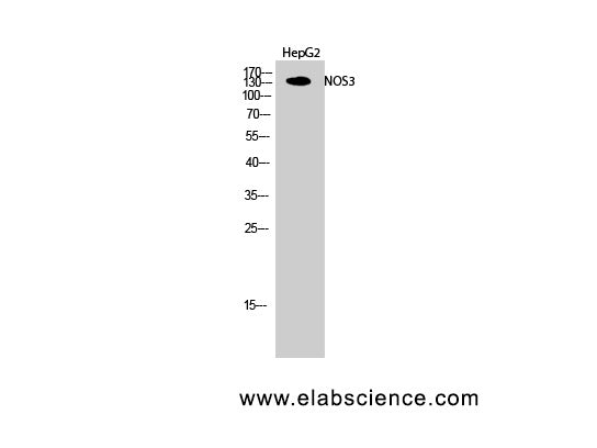 NOS3 Polyclonal Antibody Store at -20°C