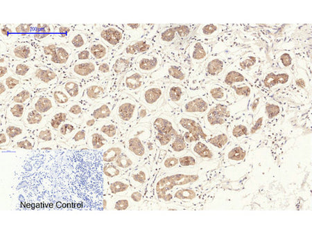 NOS3 Polyclonal Antibody Host Rabbit