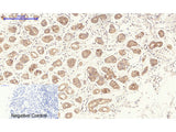 NOS3 Polyclonal Antibody Host Rabbit