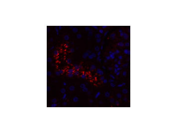 NOS3 Polyclonal Antibody Host Rabbit