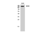NOS3 Polyclonal Antibody Host Rabbit