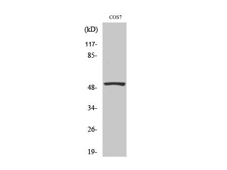 P53 Polyclonal Antibody Storage Store at -20°C