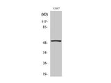 P53 Polyclonal Antibody Storage Store at -20°C