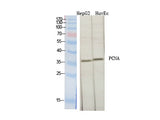 PCNA Polyclonal Antibody Store at -20°C