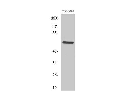 PDPK1 Polyclonal Antibody