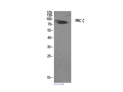 PKC zeta Polyclonal Antibody Host Rabbit