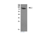 PKC zeta Polyclonal Antibody Host Rabbit