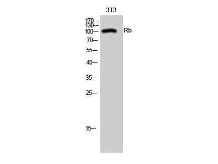 RB1 Polyclonal Antibody