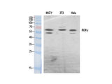 RORC Polyclonal Antibody Host Rabbit