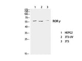 RORC Polyclonal Antibody Host Rabbit