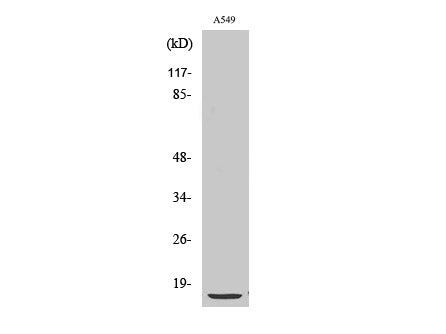S100A1 Polyclonal Antibody Host Rabbit