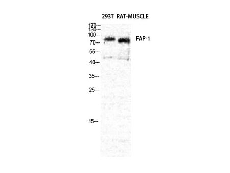FAP Polyclonal Antibody Host Rabbit