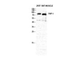 FAP Polyclonal Antibody Host Rabbit