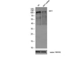 SIRT1 Polyclonal Antibody Host Rabbit