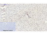 SIRT1 Polyclonal Antibody Host Rabbit