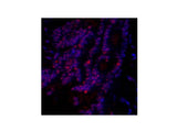 SIRT1 Polyclonal Antibody Host Rabbit