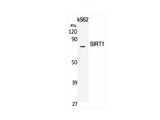 SIRT1 Polyclonal Antibody Host Rabbit