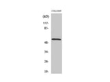 SMAD2 Polyclonal Antibody Reactivity Human
