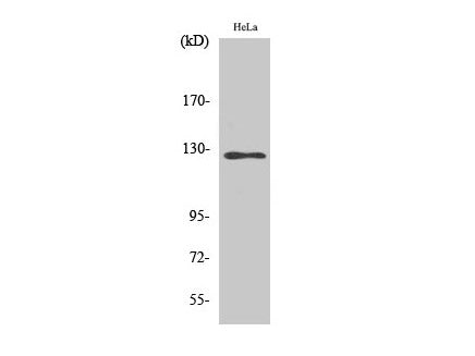 SMG7 Polyclonal Antibody Host Rabbit