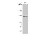 SMG7 Polyclonal Antibody Host Rabbit