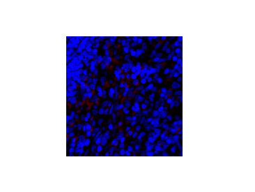SNAI1 Polyclonal Antibody Host Rabbit