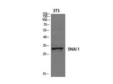 SNAI1 Polyclonal Antibody Host Rabbit