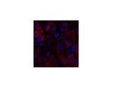 STAT1 Polyclonal Antibody Host Rabbit